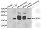 Aldo-Keto Reductase Family 7 Member A3 antibody, A8194, ABclonal Technology, Western Blot image 