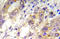 TSC Complex Subunit 2 antibody, AP20916PU-N, Origene, Immunohistochemistry paraffin image 