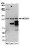 Lysine Demethylase 4A antibody, A300-861A, Bethyl Labs, Western Blot image 