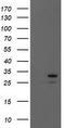 Eukaryotic Translation Initiation Factor 4E antibody, LS-C173004, Lifespan Biosciences, Western Blot image 