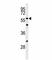 Cell Division Cycle 25C antibody, F50838-0.4ML, NSJ Bioreagents, Western Blot image 