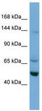 Tripartite Motif Containing 66 antibody, TA339923, Origene, Western Blot image 