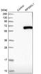 Ribosomal Protein S6 Kinase Like 1 antibody, NBP1-81225, Novus Biologicals, Western Blot image 