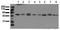 Mitogen-Activated Protein Kinase 9 antibody, AM00079PU-N, Origene, Western Blot image 