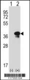 Syntaxin 3 antibody, 61-526, ProSci, Western Blot image 