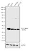 Stratifin antibody, PA5-23507, Invitrogen Antibodies, Western Blot image 