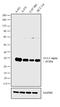 Stratifin antibody, PA5-23507, Invitrogen Antibodies, Western Blot image 