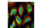 Stress Induced Phosphoprotein 1 antibody, 5670S, Cell Signaling Technology, Immunocytochemistry image 