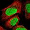 General Transcription Factor IIE Subunit 2 antibody, NBP1-87931, Novus Biologicals, Immunofluorescence image 
