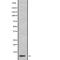 G Protein Subunit Gamma 11 antibody, PA5-67777, Invitrogen Antibodies, Western Blot image 