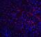 ATP Binding Cassette Subfamily A Member 7 antibody, NBP2-82069, Novus Biologicals, Immunofluorescence image 