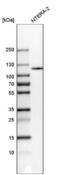 Exportin 1 antibody, NBP2-33381, Novus Biologicals, Western Blot image 