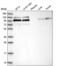 Striatin 4 antibody, NBP2-55532, Novus Biologicals, Western Blot image 