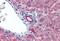 Interleukin 23 Subunit Alpha antibody, MBS241282, MyBioSource, Immunohistochemistry paraffin image 