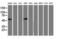 p53 antibody, UM500018, Origene, Western Blot image 