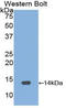 Gonadotropin Releasing Hormone 1 antibody, LS-C297075, Lifespan Biosciences, Western Blot image 