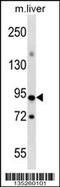 CXXC Finger Protein 1 antibody, 58-511, ProSci, Western Blot image 