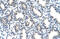 Aly/REF Export Factor antibody, 29-831, ProSci, Enzyme Linked Immunosorbent Assay image 