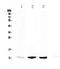 Pro-Platelet Basic Protein antibody, A02736, Boster Biological Technology, Western Blot image 