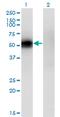 Kruppel Like Factor 12 antibody, MA5-21324, Invitrogen Antibodies, Western Blot image 