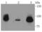 DNA Topoisomerase I antibody, A00434-2, Boster Biological Technology, Western Blot image 