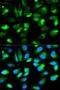 Rho GDP Dissociation Inhibitor Alpha antibody, LS-C331358, Lifespan Biosciences, Immunofluorescence image 