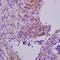 SRBC antibody, orb10115, Biorbyt, Immunohistochemistry paraffin image 