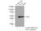 Ubiquitin Like Modifier Activating Enzyme 5 antibody, 12093-1-AP, Proteintech Group, Immunoprecipitation image 