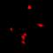 Zinc Finger Protein 397 antibody, LS-C368831, Lifespan Biosciences, Immunofluorescence image 