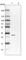 Peroxisomal Biogenesis Factor 16 antibody, HPA043286, Atlas Antibodies, Western Blot image 