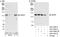 Centrosomal Protein 97 antibody, A301-945A, Bethyl Labs, Western Blot image 