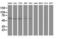 Dystrobrevin Alpha antibody, LS-C337219, Lifespan Biosciences, Western Blot image 