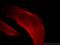 Calponin 2 antibody, 21073-1-AP, Proteintech Group, Immunofluorescence image 