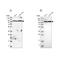 Isoleucyl-TRNA Synthetase 2, Mitochondrial antibody, NBP1-84637, Novus Biologicals, Western Blot image 