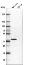 PDZ Binding Kinase antibody, HPA005753, Atlas Antibodies, Western Blot image 