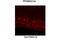 PGC1 antibody, ARP31507_P050, Aviva Systems Biology, Immunofluorescence image 