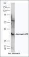 Annexin A10 antibody, orb4441, Biorbyt, Western Blot image 