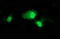 Tumor Protein P73 antibody, LS-C797713, Lifespan Biosciences, Immunofluorescence image 