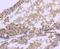 Argonaute RISC Catalytic Component 3 antibody, NBP2-67851, Novus Biologicals, Immunohistochemistry paraffin image 