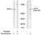 SRBP1 antibody, AP02458PU-N, Origene, Western Blot image 