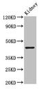Protein Arginine Methyltransferase 1 antibody, CSB-PA03025A0Rb, Cusabio, Western Blot image 