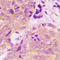 Sedoheptulokinase antibody, LS-C358313, Lifespan Biosciences, Immunohistochemistry frozen image 