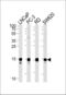 Transcription Elongation Factor A Like 1 antibody, LS-C157155, Lifespan Biosciences, Western Blot image 