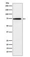 Synaptotagmin Binding Cytoplasmic RNA Interacting Protein antibody, M03946-1, Boster Biological Technology, Western Blot image 