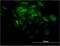 Synaptotagmin 11 antibody, H00023208-M03, Novus Biologicals, Immunofluorescence image 