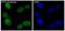 ATF4 antibody, M00371, Boster Biological Technology, Immunofluorescence image 