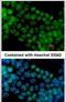 Spalt Like Transcription Factor 4 antibody, PA5-29072, Invitrogen Antibodies, Immunofluorescence image 