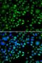 Thioredoxin domain-containing protein 5 antibody, LS-C346360, Lifespan Biosciences, Immunofluorescence image 