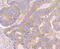 CD46 Molecule antibody, GTX01058, GeneTex, Immunohistochemistry paraffin image 