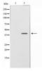 Sphingosine-1-Phosphate Receptor 5 antibody, TA347403, Origene, Western Blot image 